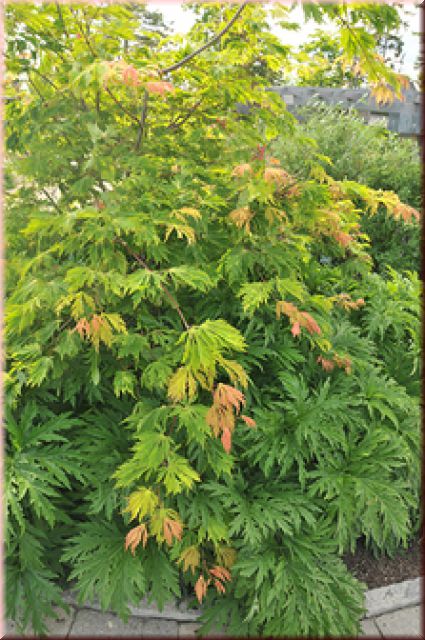 Acer japonicum 'Aconitifolium'