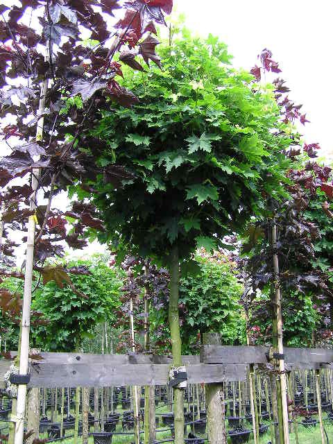 Acer platanoides 'Globosum'