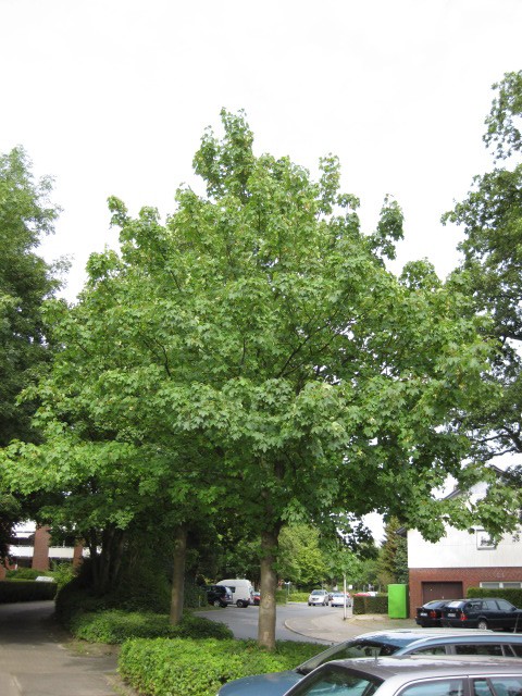 Acer pseudoplatanus