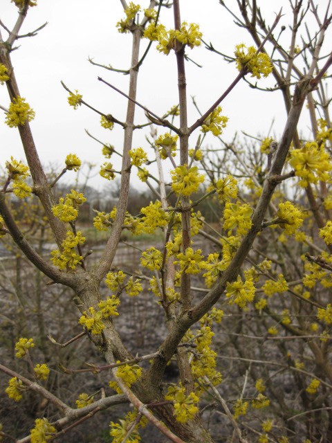 Cornus mas