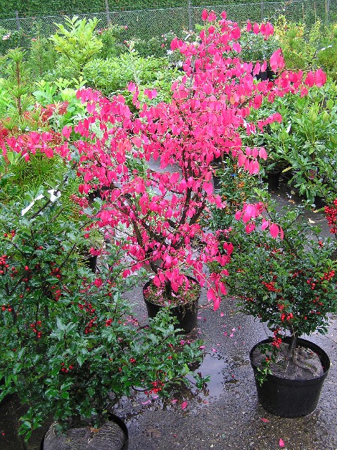 Euonymus alatus