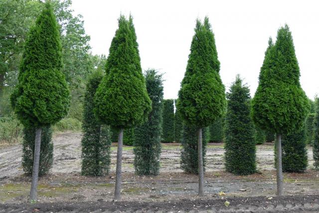 Thuja occidentalis 'Smaragd'