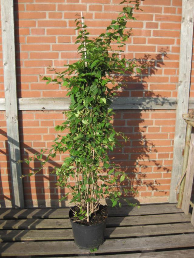 Kolkwitzia amabilis im Container 60-80 cm