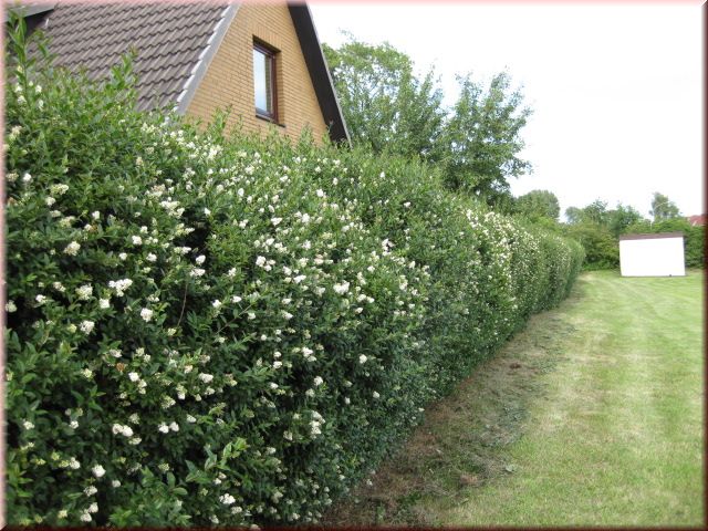 Ligustrum vulgare 'Atrovirens'