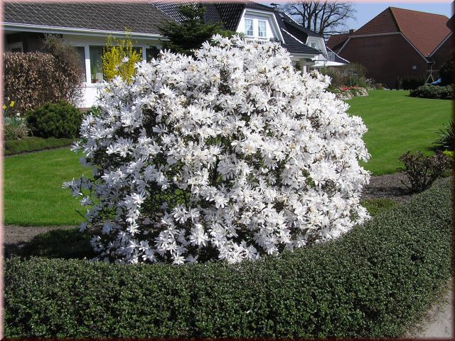 Magnolia stellata