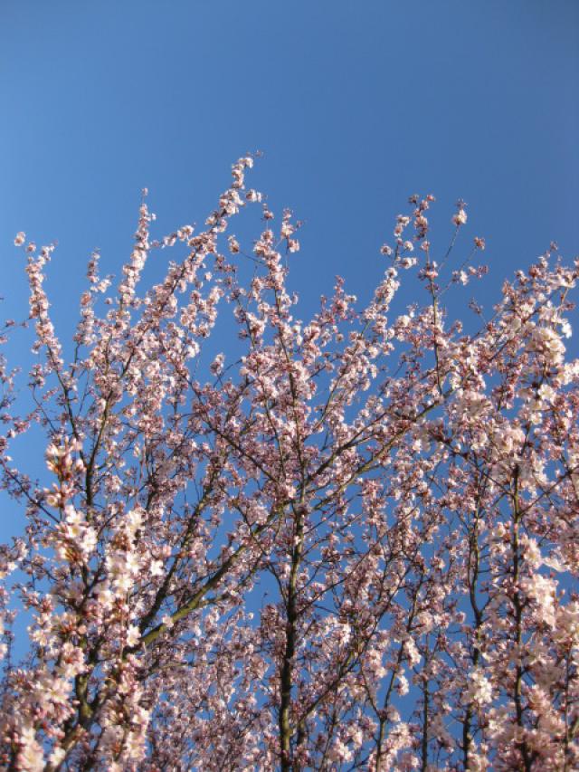 Prunus 'Accolade' CAC