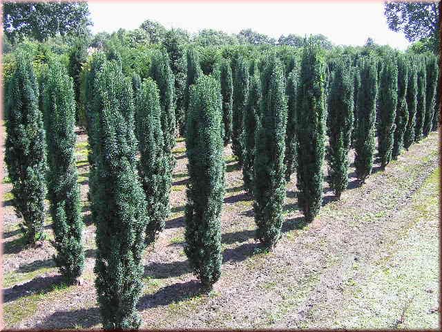 Taxus baccata 'Fastigiata Robusta'