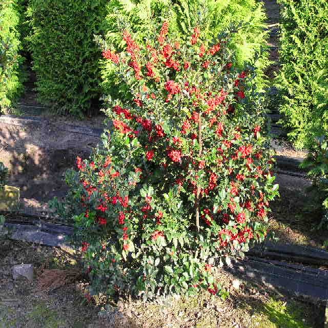 Ilex meserveae 'Blue Angel'-R-