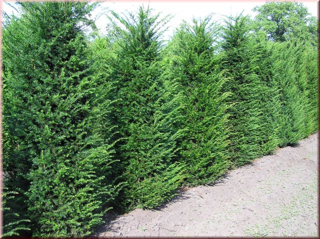 Taxus baccata