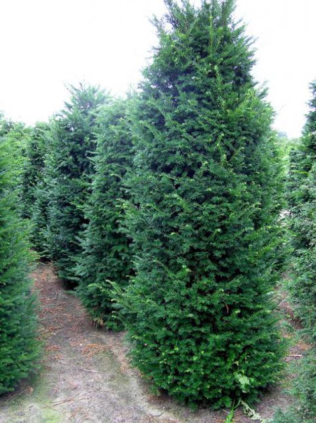 Taxus baccata