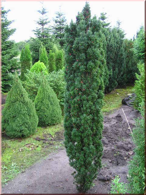 Taxus baccata 'Fastigiata Robusta'