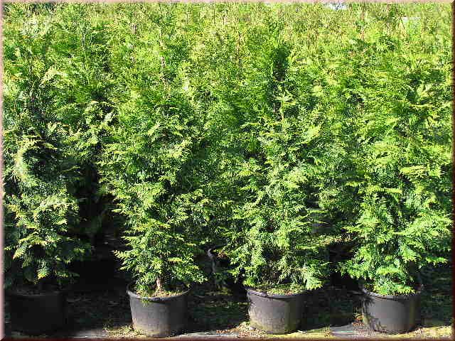 Thuja occidentalis 'Brabant'