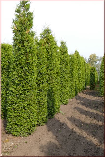 Thuja Lebensbaum, Brabant (Thuja occidentalis, Brabant) 400450 cm