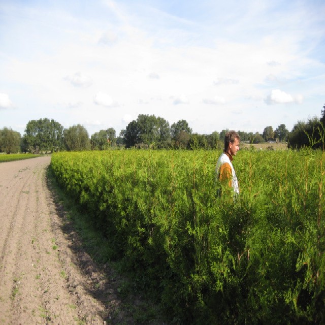 Thuja occidentalis 'Brabant'