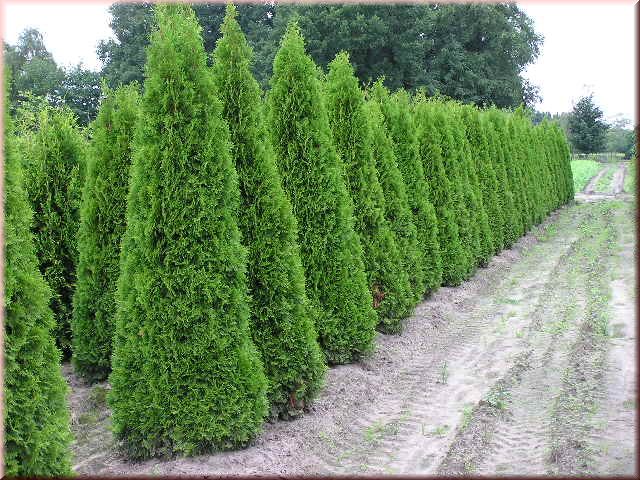 Thuja occidentalis 'Smaragd'