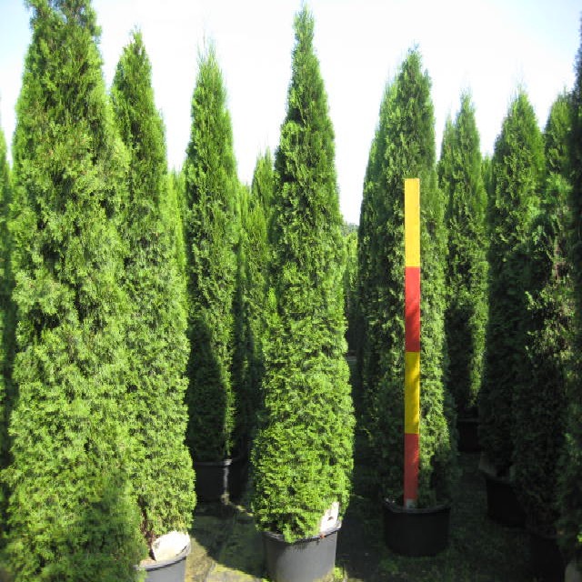 Thuja occidentalis 'Smaragd'