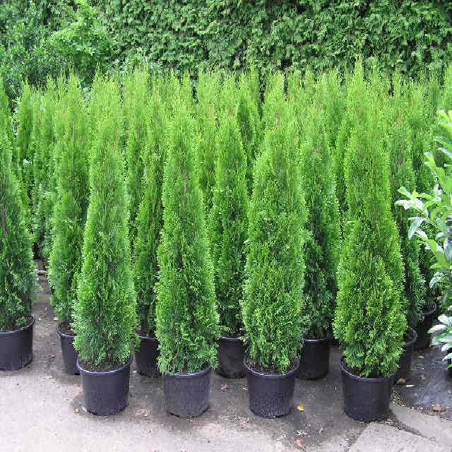 Thuja occidentalis 'Smaragd'