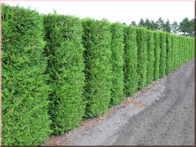 Thuja occidentalis 'Brabant'