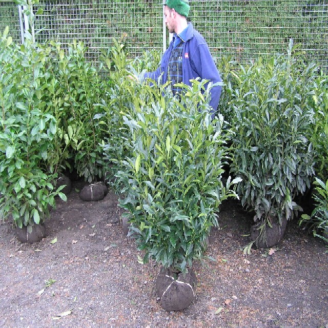 Kirschlorbeer, Herbergii (Prunus lauroc., Herbergii) 100120 cm bei