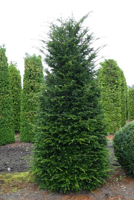 Taxus baccata