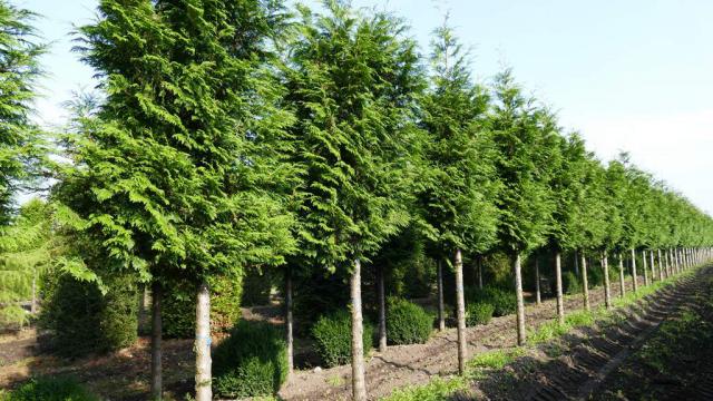 Thuja plicata 'Martin'