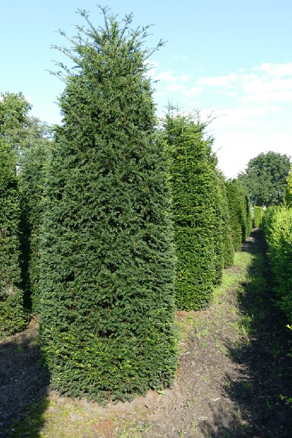 Taxus baccata