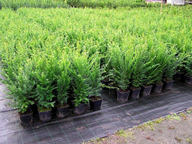 Taxus baccata