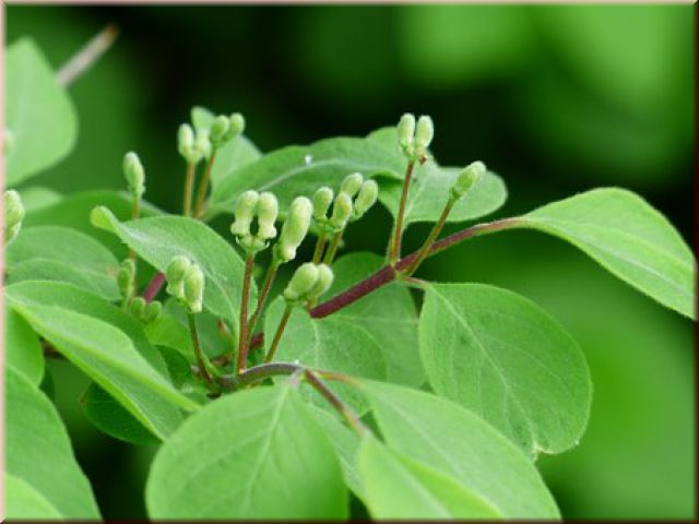 Lonicera tatarica