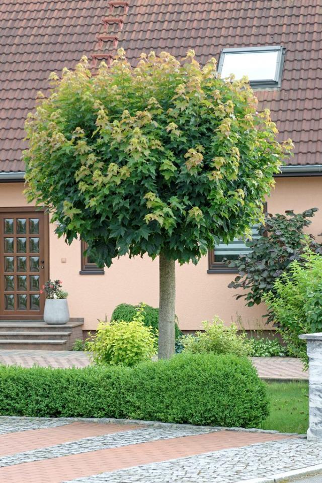 Acer platanoides 'Globosum'