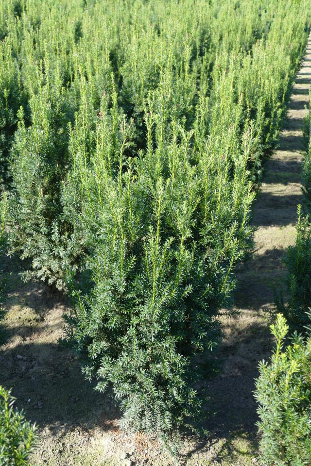 Taxus media 'Hicksii'