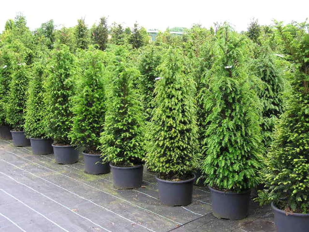 Taxus baccata