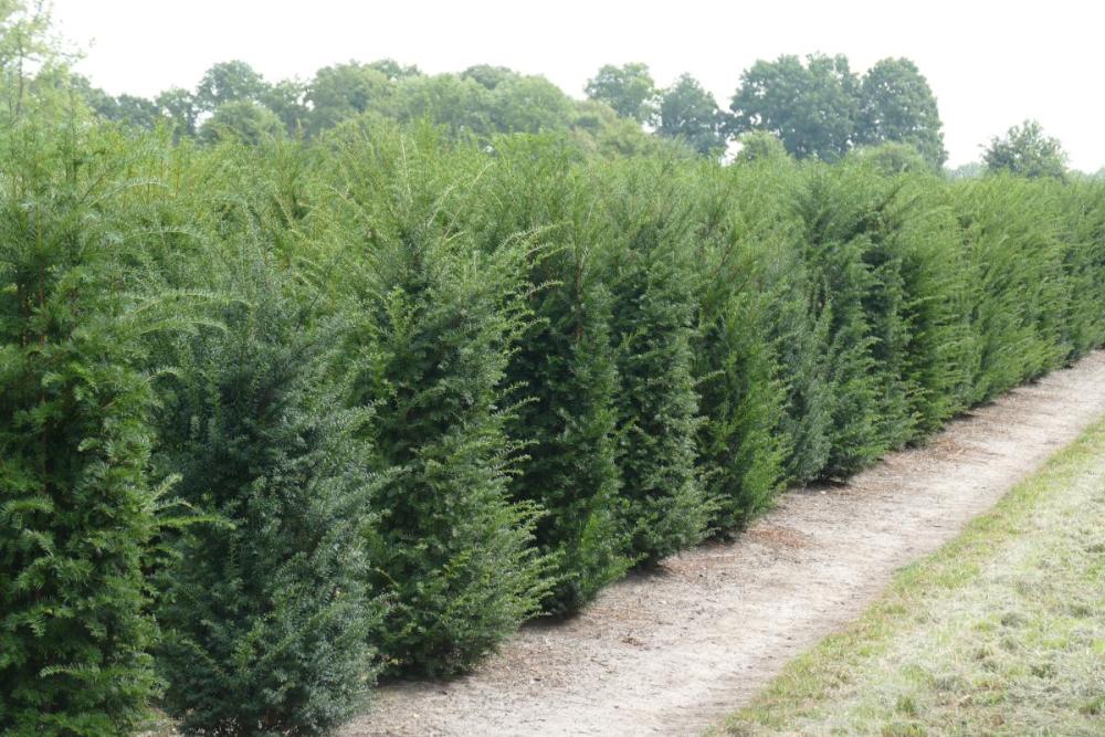 Taxus baccata