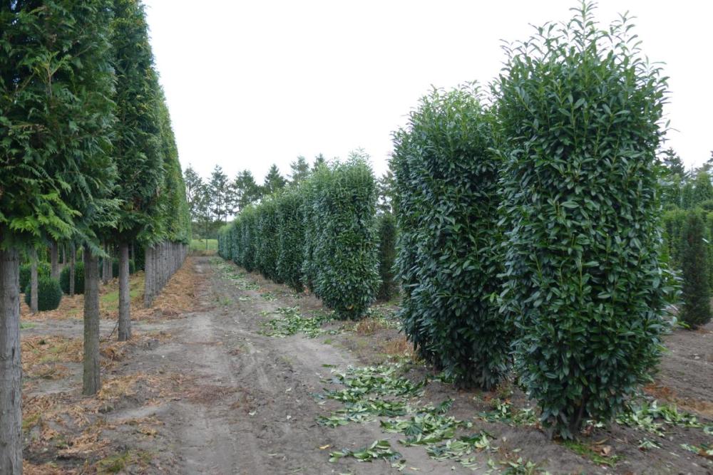 Prunus lauroc. 'Genolia' ®