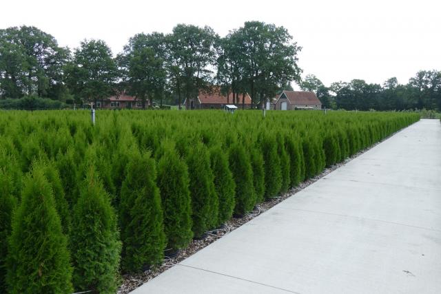 Thuja occidentalis 'Smaragd'