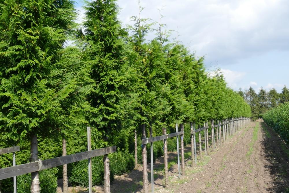 Thuja plicata 'Martin'