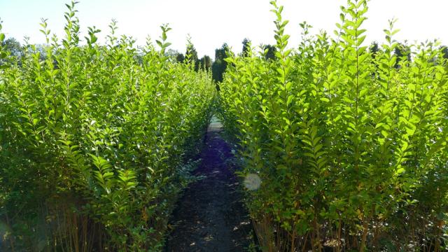 Ligustrum ovalifolium