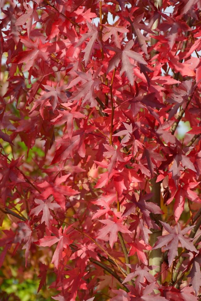 Amerikanischer Amberbaum (Liquidambar styraciflua) 1416 cm kaufen