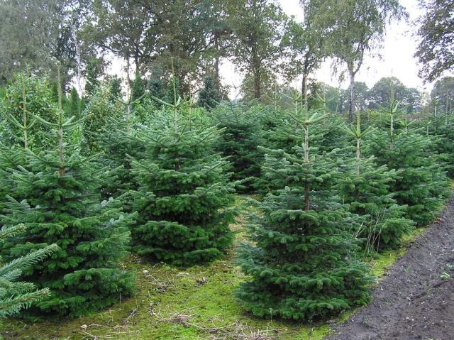 Abies nordmanniana