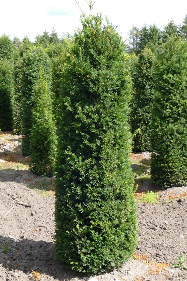 Taxus baccata