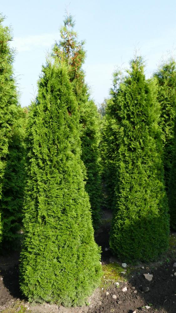 Thuja occidentalis 'Smaragd'