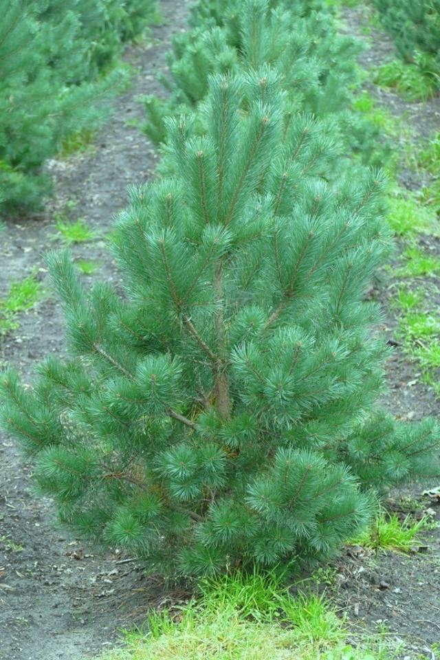 Pinus nigra ssp. nigra