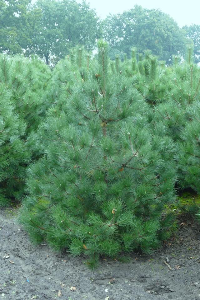 Pinus nigra ssp. nigra