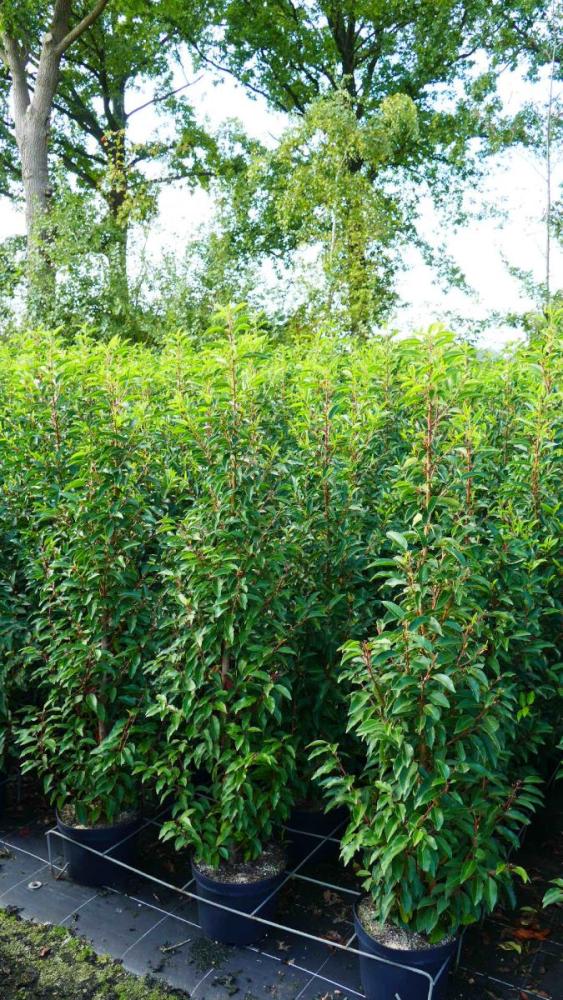 Prunus lusitanica 'Angustifolia'