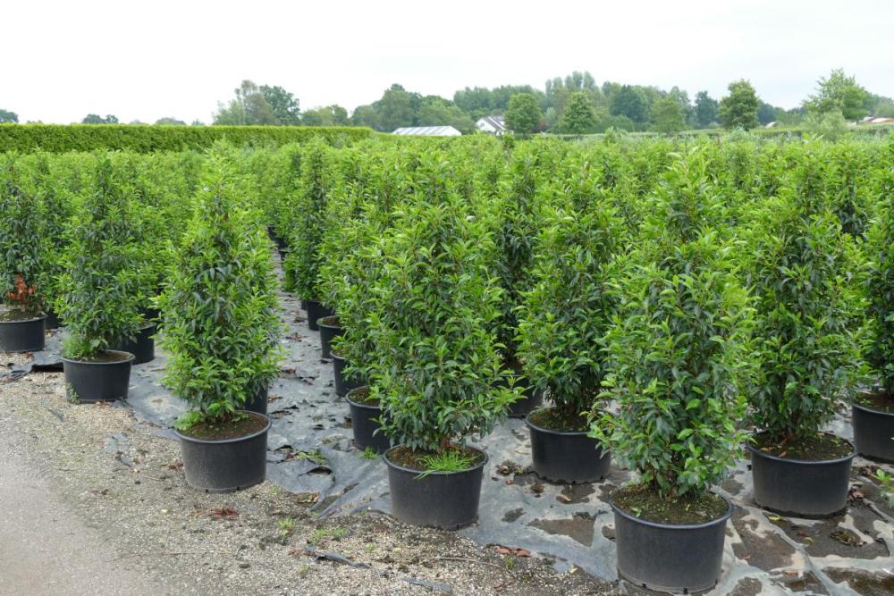 Prunus lusitanica 'Angustifolia'