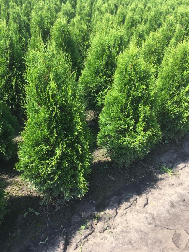 Thuja occidentalis 'Smaragd'