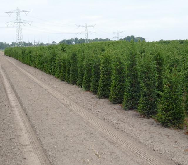 Taxus baccata