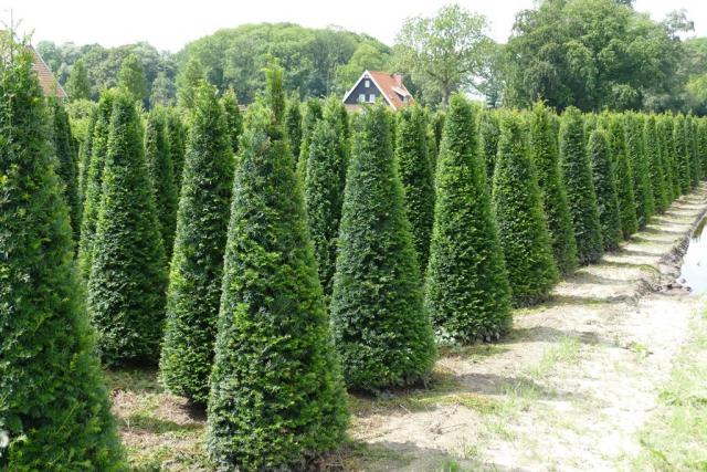 Taxus baccata