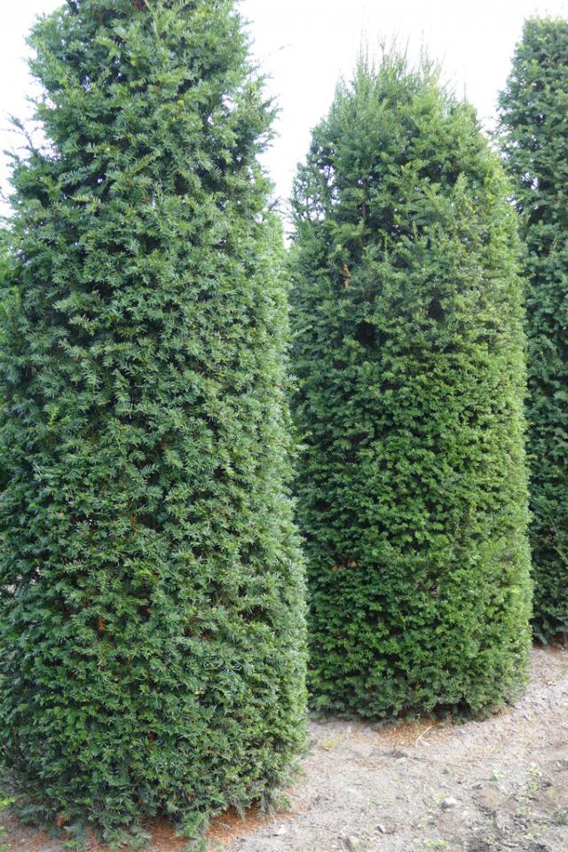 Eibe heimische Eibe (Taxus baccata) 400450 cm und Heckenpflanzen