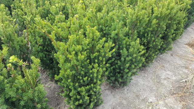 Taxus media 'Hillii'