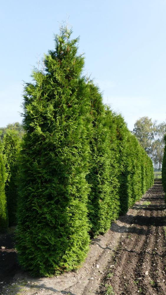 Thuja Lebensbaum, Brabant (Thuja occidentalis, Brabant) 550600 cm
